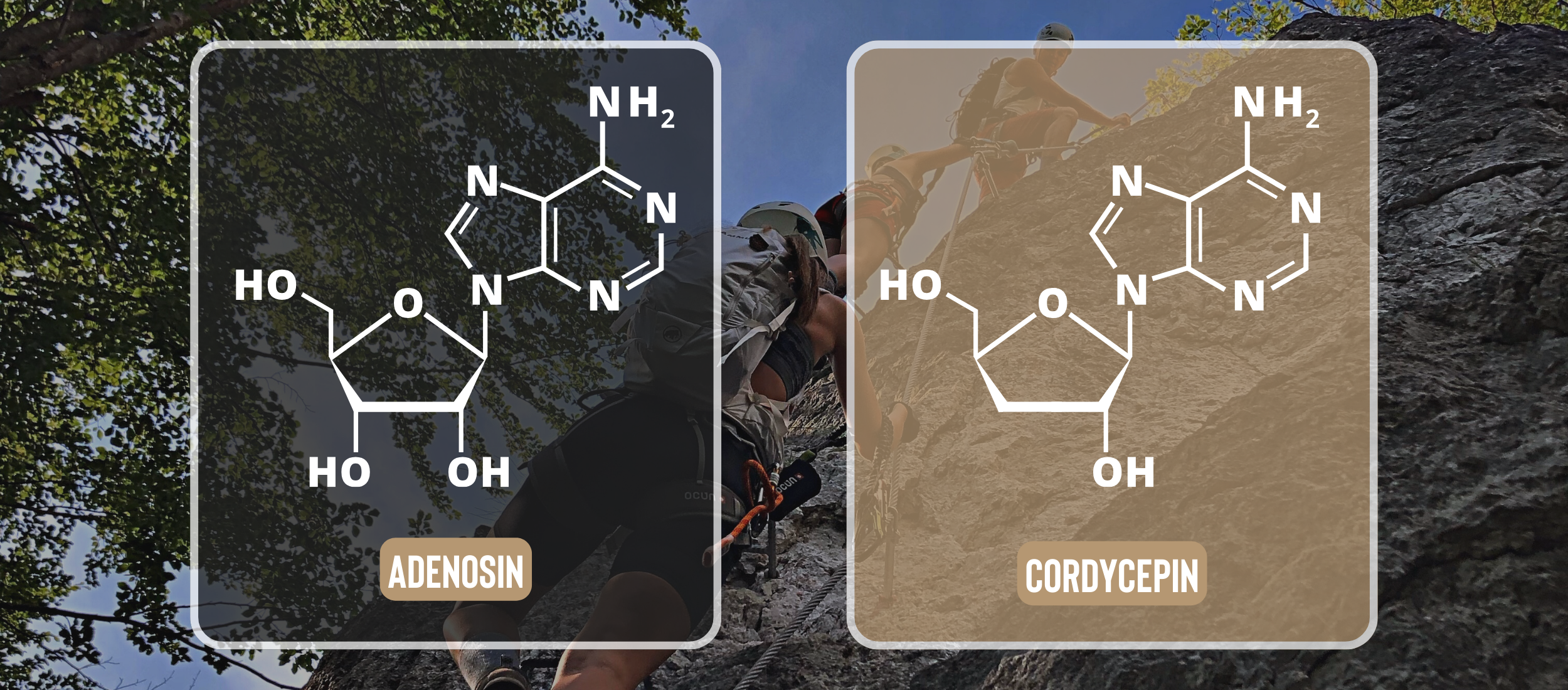 Cordyceps a cordycepin