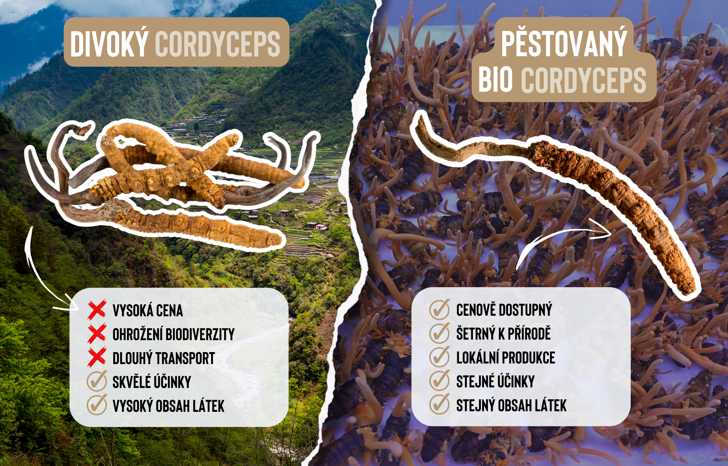 divoký cordyceps a pěstovaný cordyceps